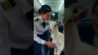 Goat flying into a airplane ✈️🛫✈️#youtubeshorts #viralvideo
