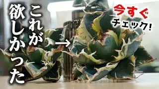 3000円の苗も…！手が届きやすくなった「変態植物」がこちら♪【アガベ・チタノタ】