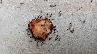 Ants vs food