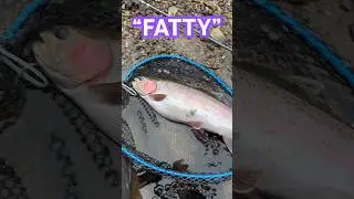 A big Fat Trout #flyfishing #trout