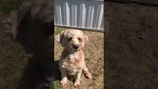 Yes day (video coming soon) #animal #dog #cute #funny #puppy #cavapoo #yesday #subscribe #yes