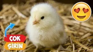 Самая симпатичная компиляция видео Chicks! | [Сборник 2018]