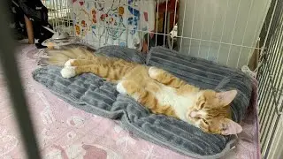 元輝配信