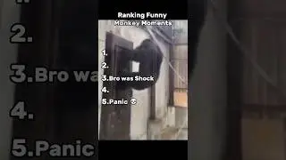 Funny Monkey Moments 😂🐒
