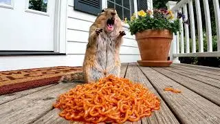 Chipmunk eating freaking hot noodles🔥🔥🔥