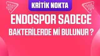 ENDOSPOR SADECE BAKTERİLERDE Mİ BULUNUR ?