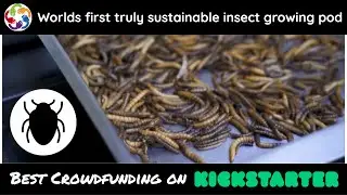 This is the future of food in our cuisine: high protein insects project.
