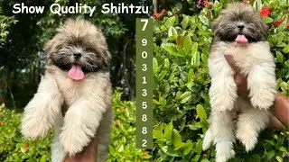 Show Quality Shihtzu Puppy Available in Ranchi || 7903135882 ||🔥 Shihtzu puppy in Ranchi #shihtzu