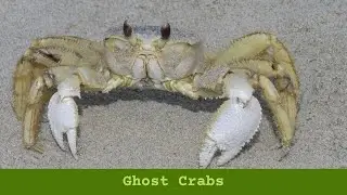 Ghost Crab General Information