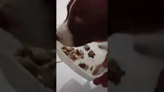 Bruce, america pitbull terrier tr&ecirc;s meses, aprendendo j&aacute; ser educado pra comer!