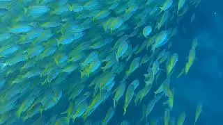 My Scuba Boat Dive  - Thailand Islands (Koh Bida Nok) - Advanced Open Water 100 Feet (30 Meter)