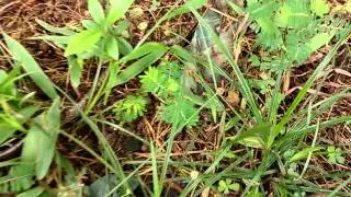Lycodon Capucinus (common wolf snake) in Singapore
