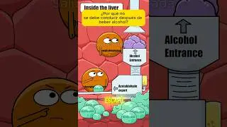 &iquest;Por qu&eacute; no se debe conducir despu&eacute;s de beber alcohol?#shorts