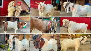 Kaisar Bhai’s Collection Available at JD Goat Farm Mumbai