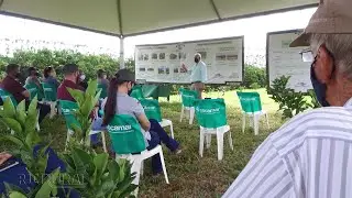 Orientações sobre variedades copa e porta-enxerto de laranja