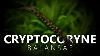 Криптокорина Балансе