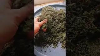 How to separate nettle seeds from seed bracts for storage 🍃  Subscribe, Like and Share to see more!