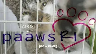 PAAWS Rhode Island :: Animal Shelter & Feline Rescue Cats Adoption