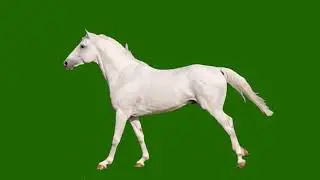 Horse Green Screen Video || Green Screen || Chroma Key || Content For Creators