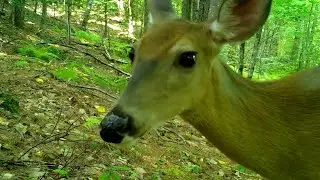 Bushnell Trail Cam Videos