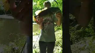 full video of my smallmouth bass on live shad from a while ago