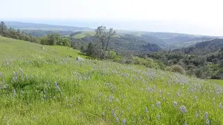 Wildflower adventures