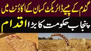 Private Sector How to Buy Wheat Directly from Farmers Announce Punjab Govt ||