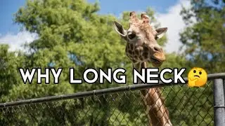 WHY GIRAFFE HAVE LONG NECK | ADAPTATION 2022