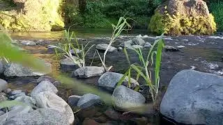 Endless Stream Serenity &ndash; Calming Night Ambience for Mind Restoration