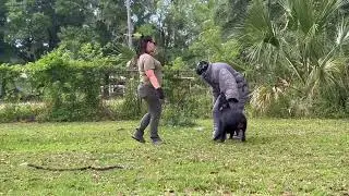 Elite Personal Protection Dog- European Doberman