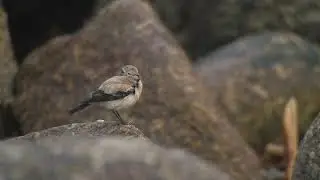 Desert Wheatear