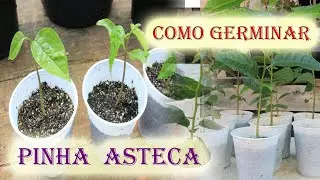 Como germinar sementes de Pinha vermelha Asteca , mais desenvolvimento .
