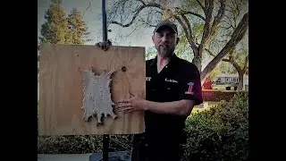 How to salt cure and board squirrel hide! Backyard bushcraft leather!