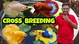 CROSS BREEDING OF BETTA FISH | BETTA FISH BREEDING | GUPPY FISH BREEDING | GOLDFISH BREEDING