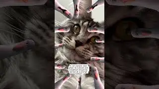 &ldquo;Meowm, meowm, meowm&rdquo; #mainecoonlovers #cat #routine #mine #entertainment #memes #catmemes