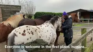 Horse-love, hugs and kisses