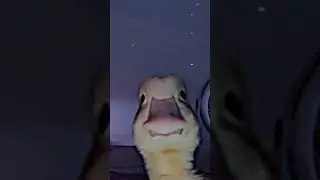 Duck edit #lol #memes #funnyvideo #shorts