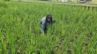 SMART FARMER SECRETS: REMOVE WEEDS WITHOUT HURTING YOUR RICE! - Agriculture Farming