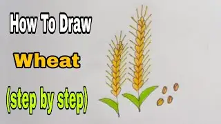 How To Draw Wheat 🌾 Easy || wheatDrawing || #wheat