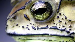 Asia Toad close-up !