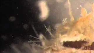 Pantopoda / Pycnogonida (Arthropoda)