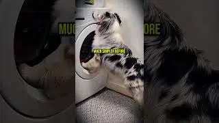 Hardworking Dog Runs Entire Household Alone!