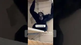 Have you heard this sound before? #siamang #siamangs #ape #animalnoises #coolanimals