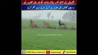 Deer Spotted in Foggy Fields Between Pindi Bori & Chakri Banal, Zafarwal 🌿🦌