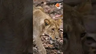 World Wildlife Day | Discover Gujarat&rsquo;s Breathtaking Wildlife | Gujarat Tourism