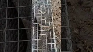 Con Rắn Hổ Đất qu&aacute; Đẹp
