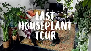 Winter Houseplant Collection Tour Pt. 1 | My Indoor Plant Collection!