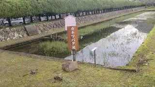 Manyo Kiku Garden: A Timeless Flower Sanctuary