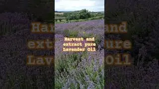 Castle Farm #lavender#uklavender #kent#familytripvlog#maidstonekent #summertrip#londonlife