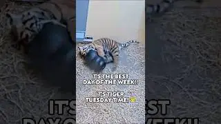 Tiger Tuesday Time! 🐯🤍